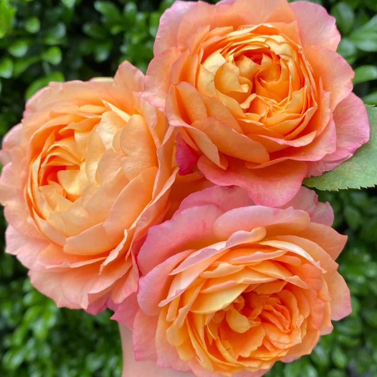 Dream Beauty Chinese Florist Shrub Rose