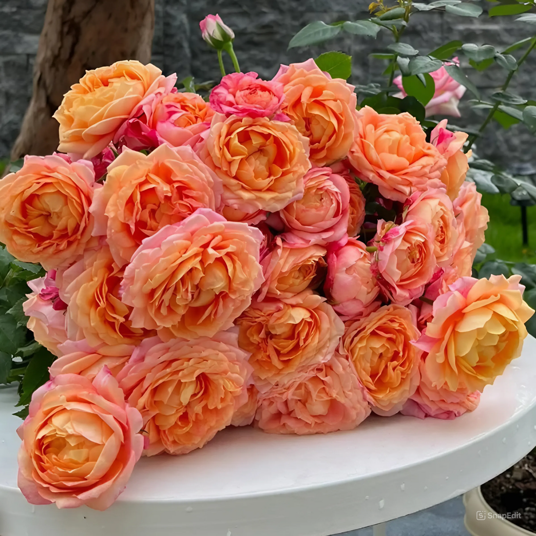 Dream Beauty Chinese Florist Shrub Rose