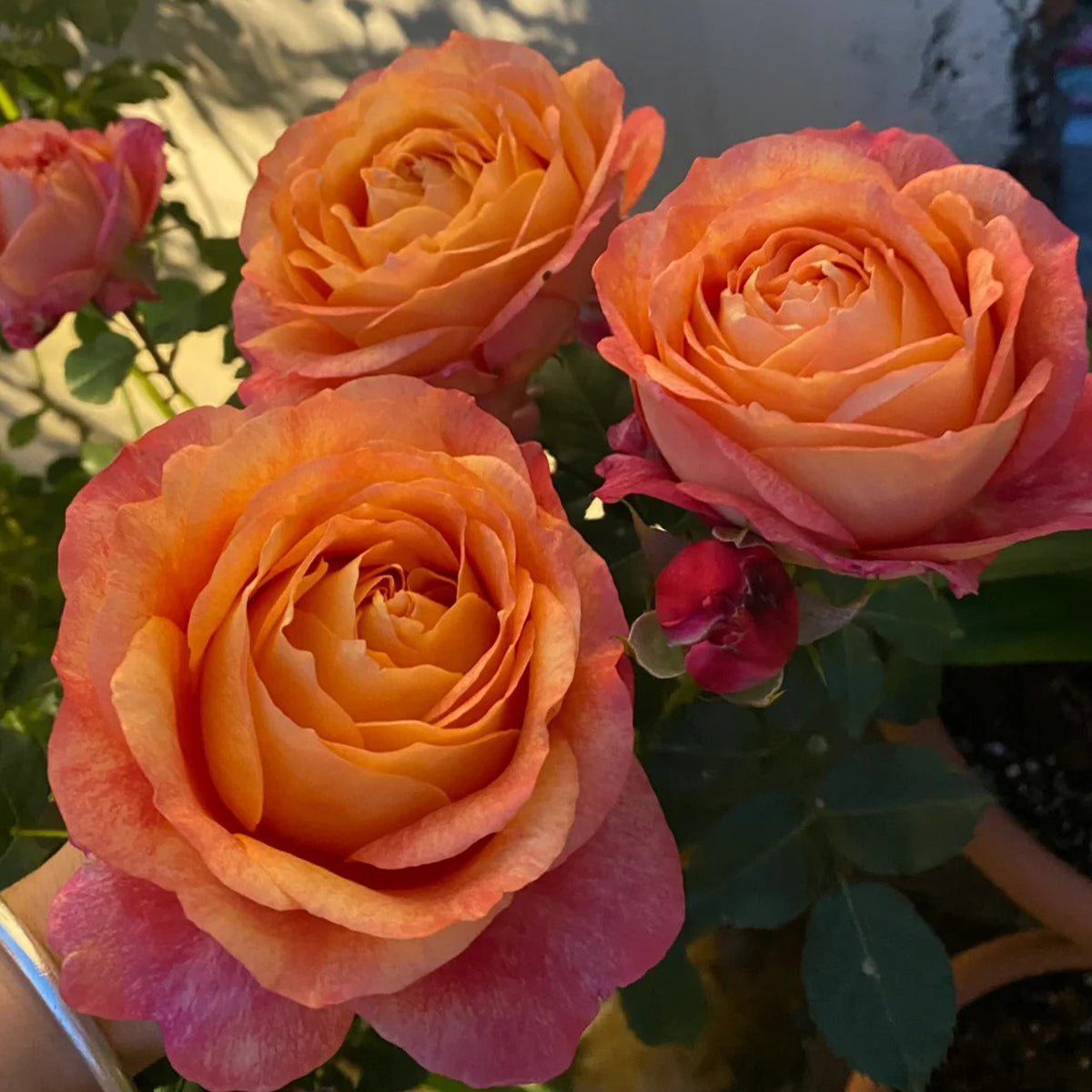 Dream Beauty Chinese Florist Shrub Rose