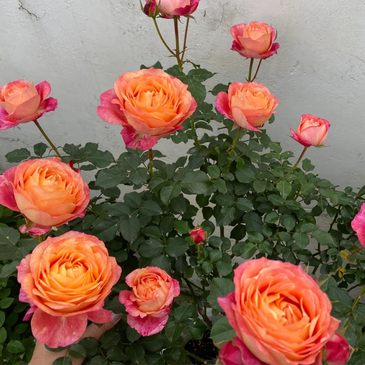 Dream Beauty Chinese Florist Shrub Rose
