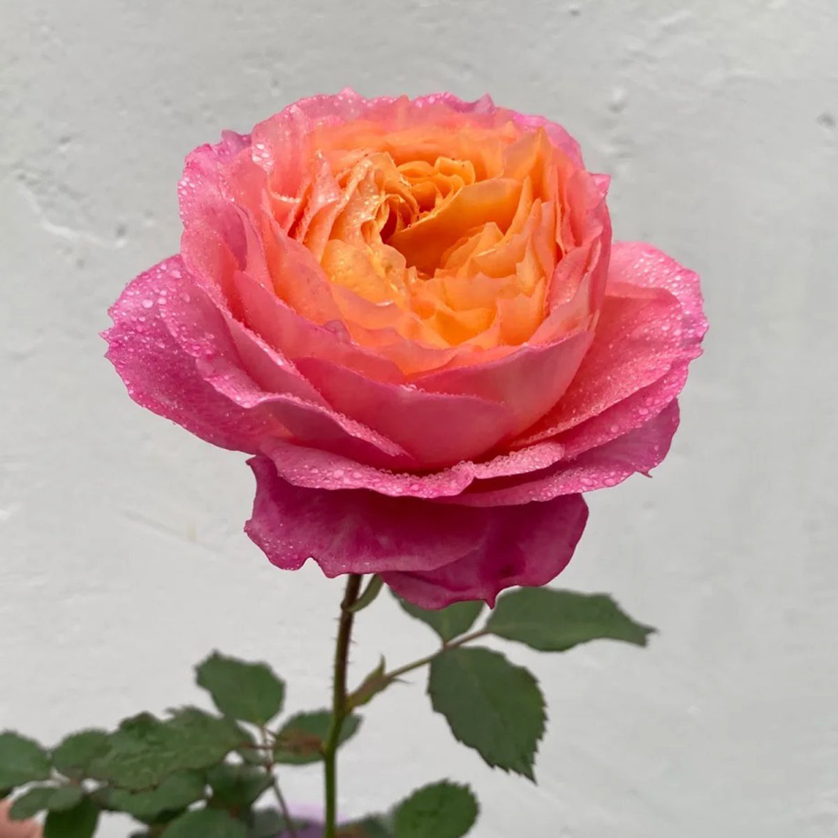 Dream Beauty Chinese Florist Shrub Rose