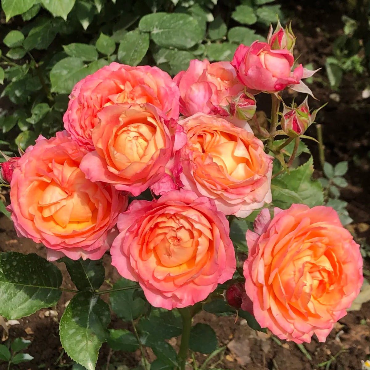 Dream Beauty Chinese Florist Shrub Rose