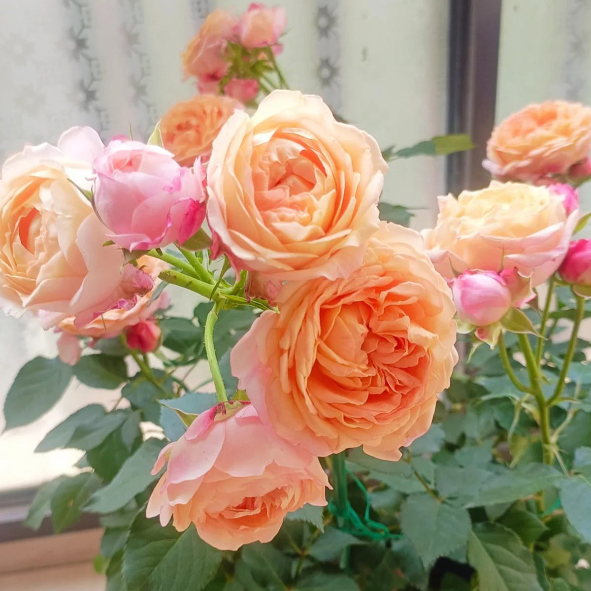 Dream Beauty Chinese Florist Shrub Rose