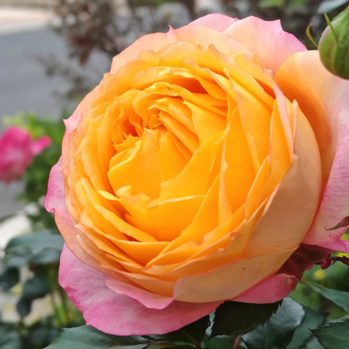 Dream Beauty Chinese Florist Shrub Rose
