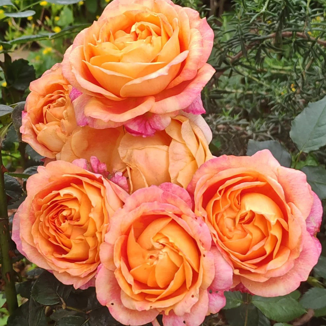 Dream Beauty Chinese Florist Shrub Rose