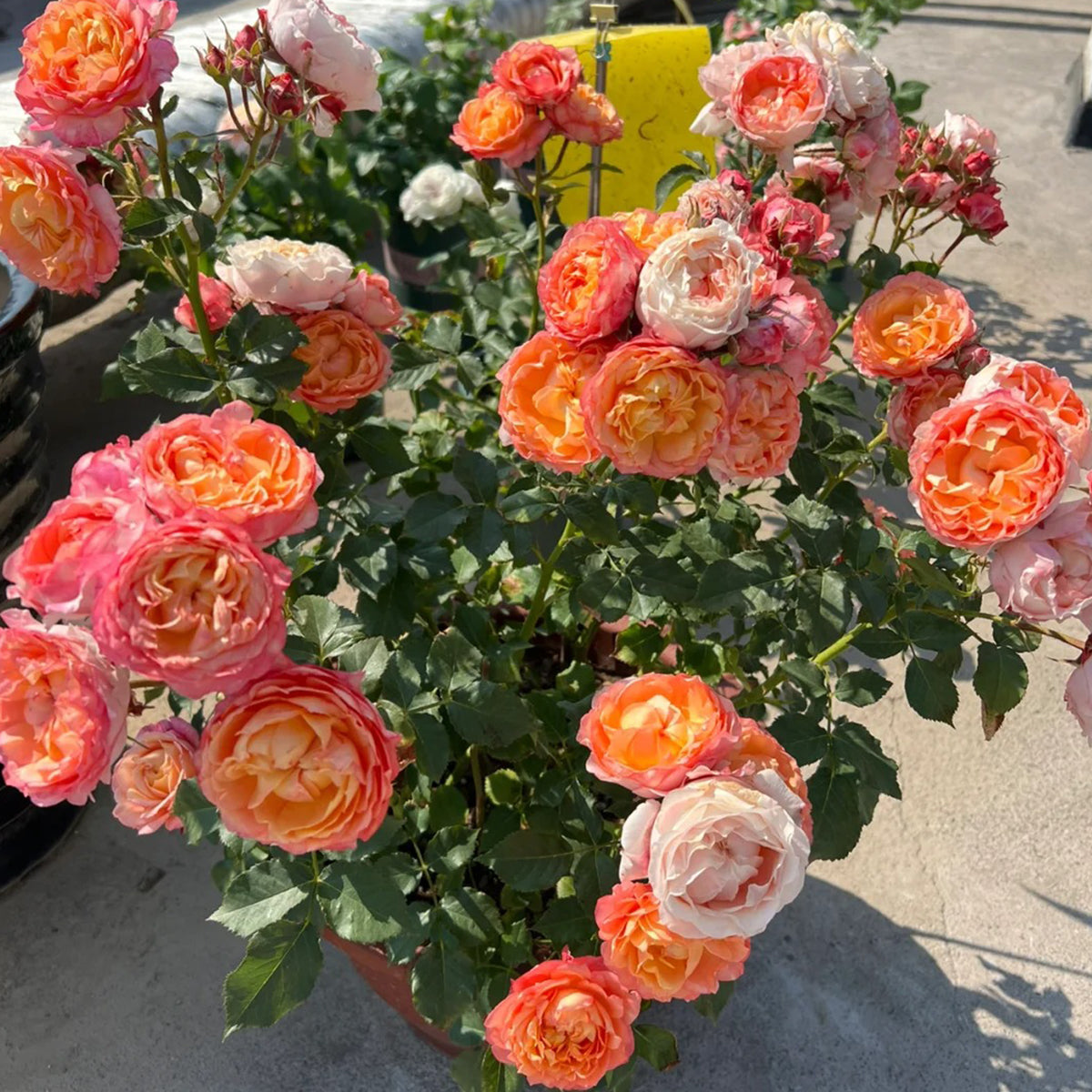 Dream Beauty Chinese Florist Shrub Rose