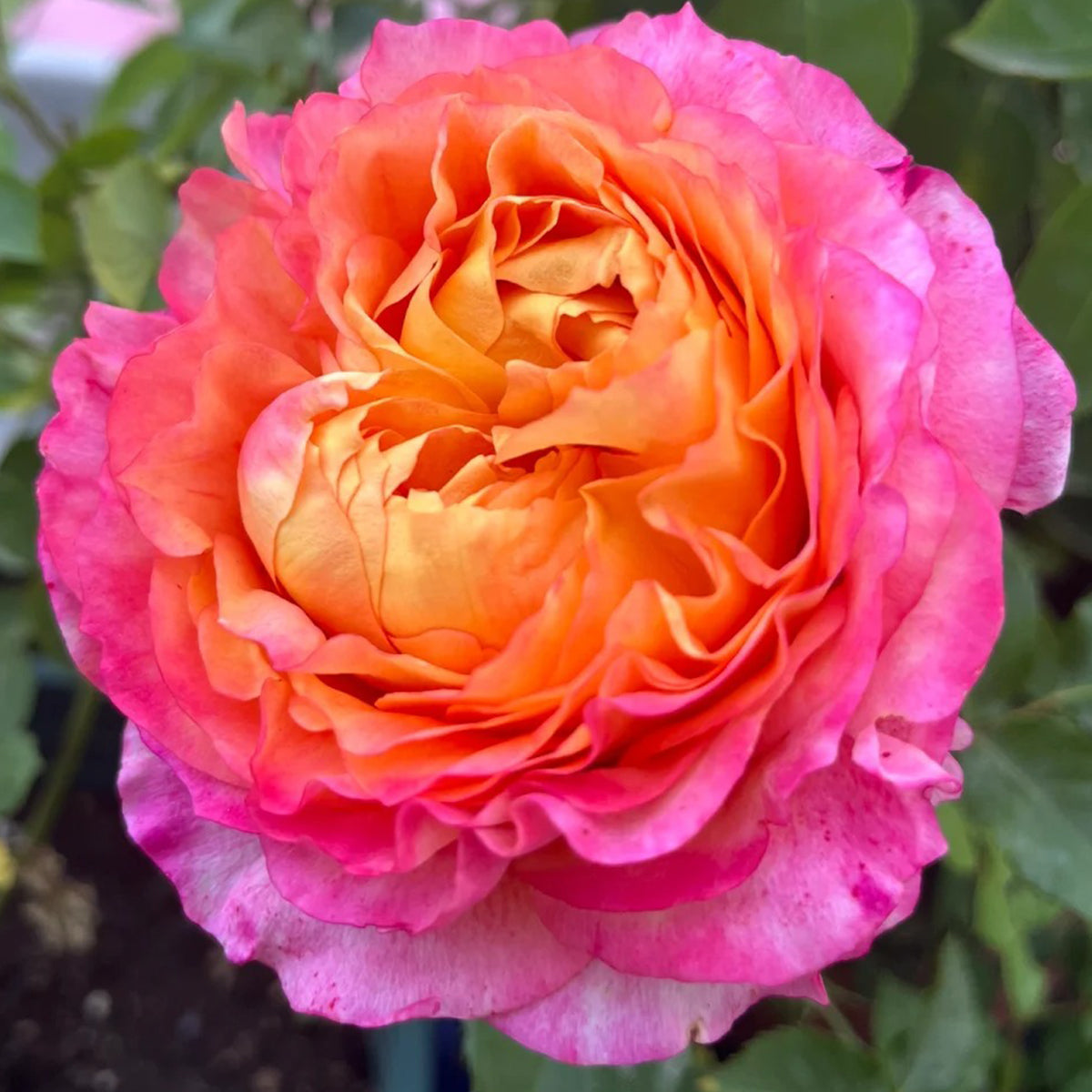 Dream Beauty Chinese Florist Shrub Rose