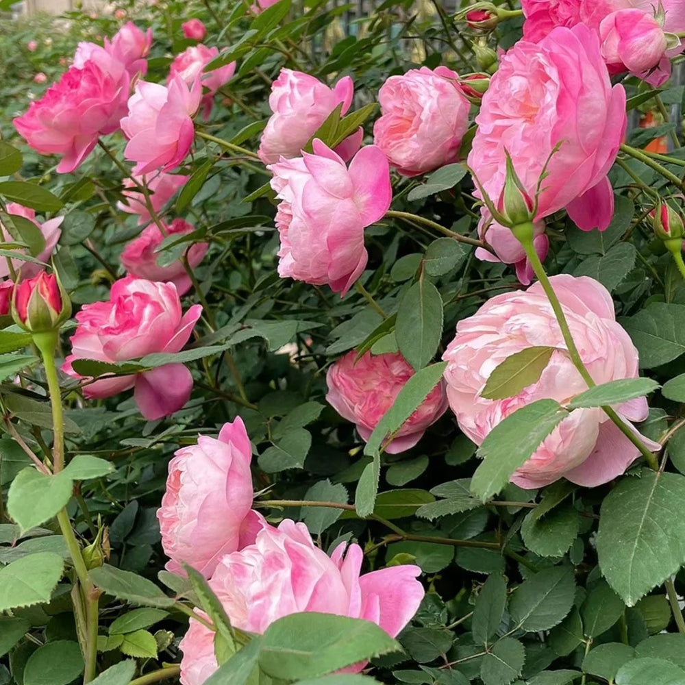 Dream Light Japanese Florist Shrub Rose