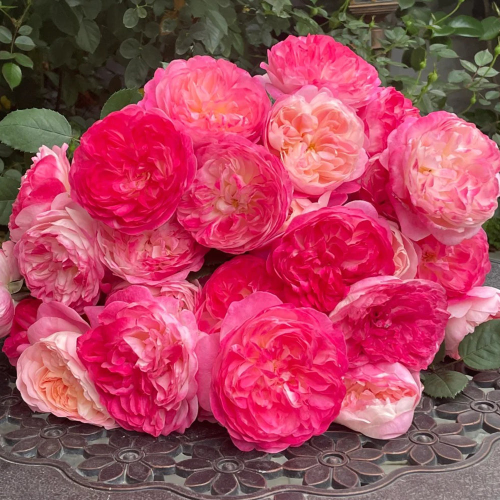 Dream Light Japanese Florist Shrub Rose