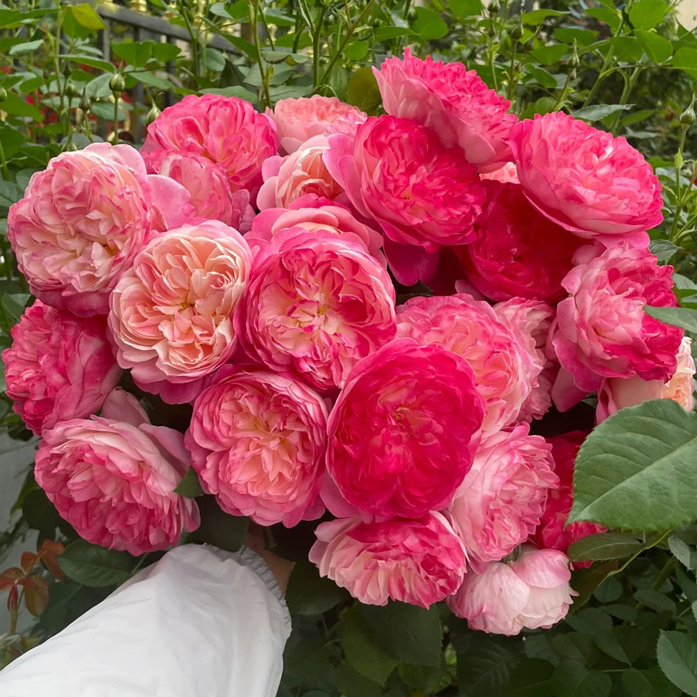 Dream Light Japanese Florist Shrub Rose