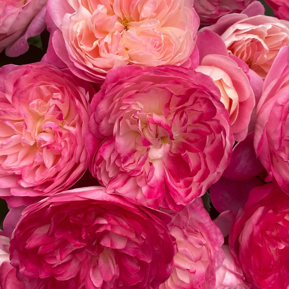 Dream Light Japanese Florist Shrub Rose