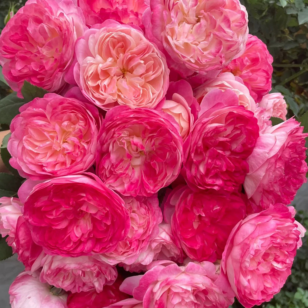 Dream Light Japanese Florist Shrub Rose