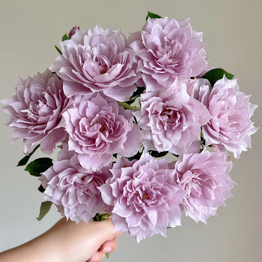 Dreamy Violet Chinese Florist Shrub Rose