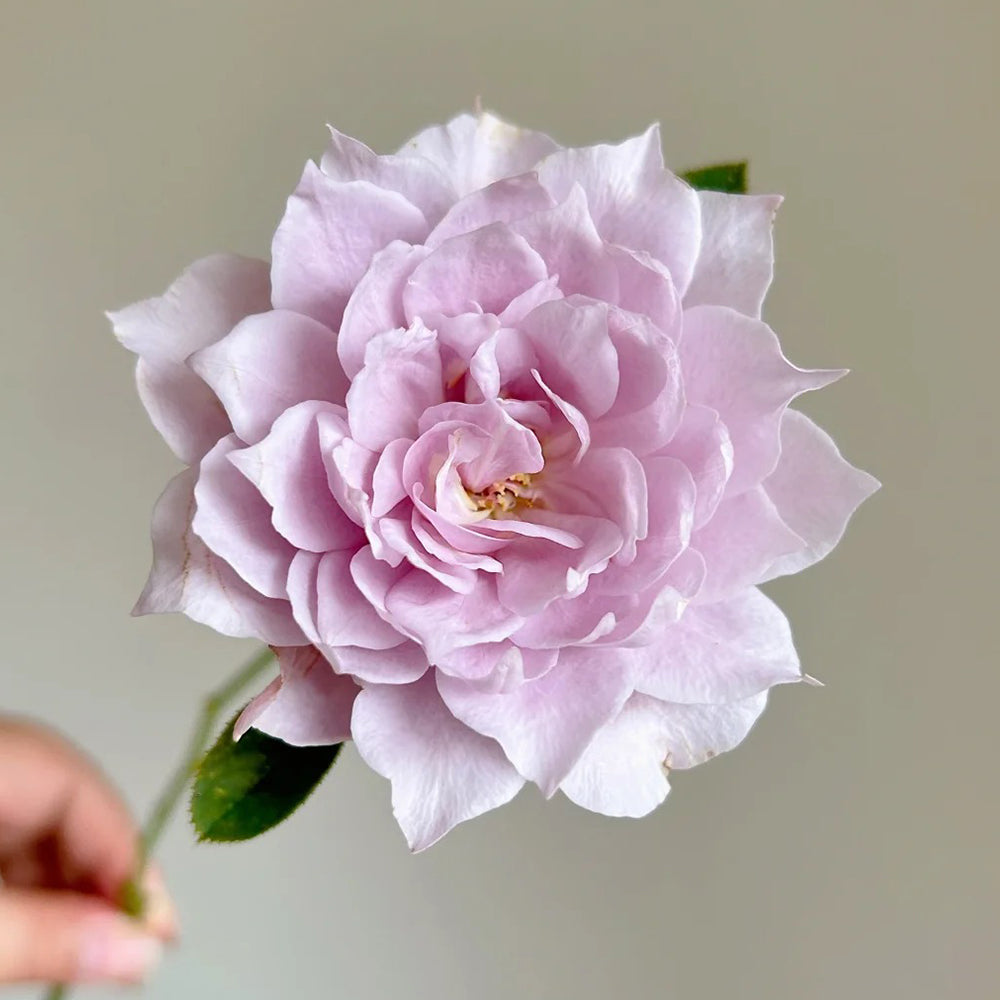 Dreamy Violet Chinese Florist Shrub Rose