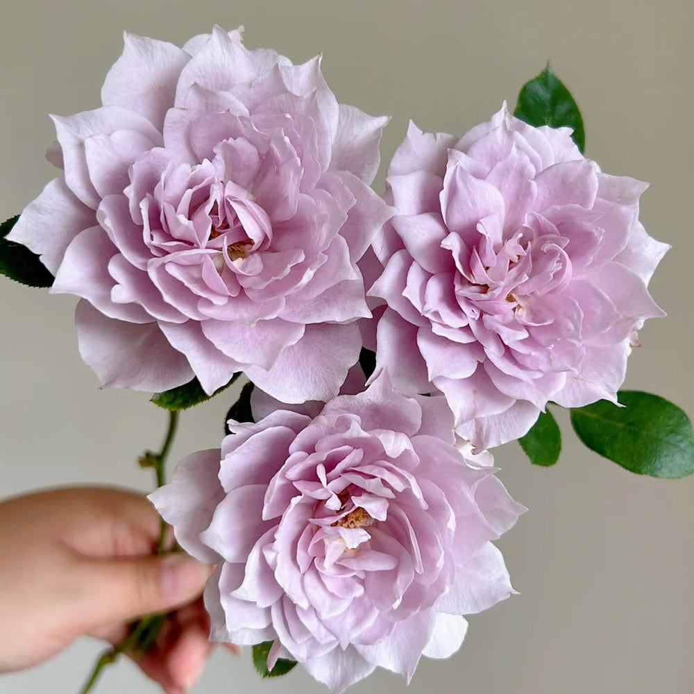Dreamy Violet Chinese Florist Shrub Rose