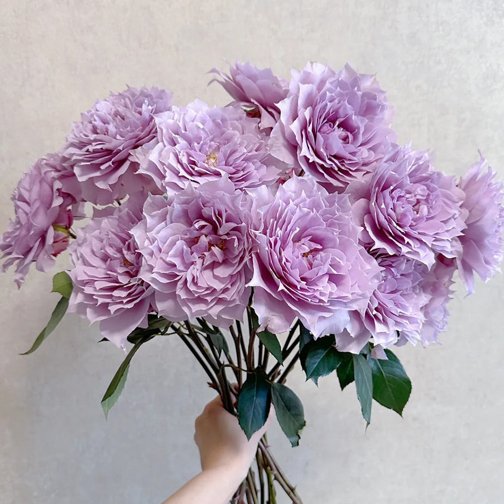 Dreamy Violet Chinese Florist Shrub Rose