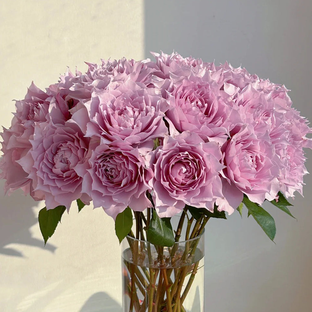 Dreamy Violet Chinese Florist Shrub Rose