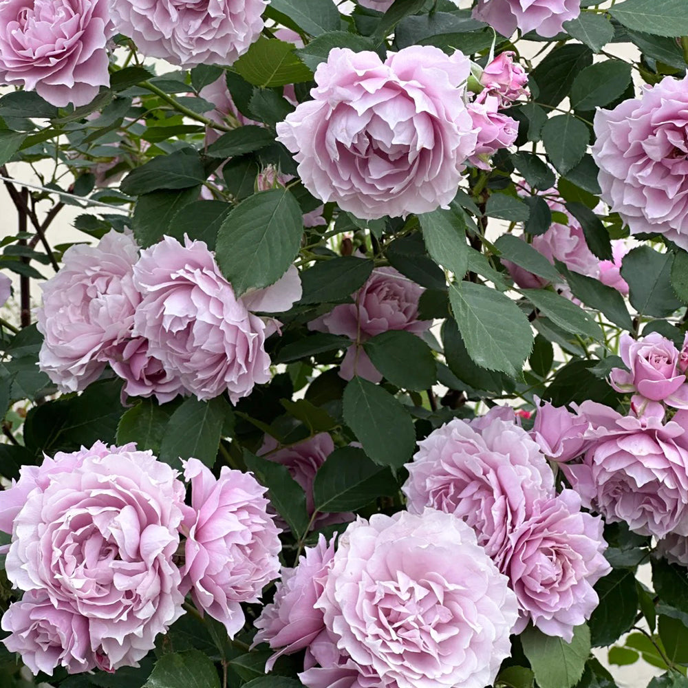 Dreamy Violet Chinese Florist Shrub Rose