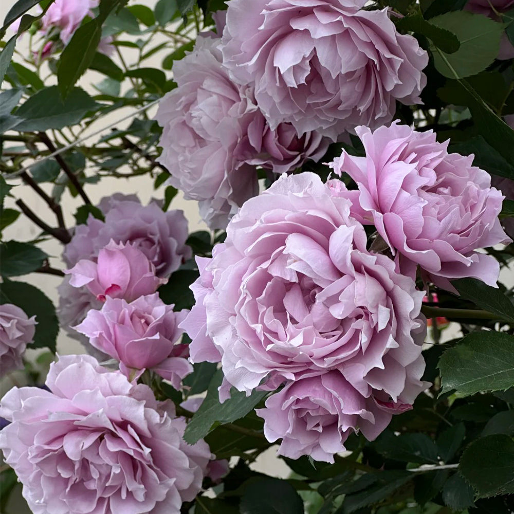 Dreamy Violet Chinese Florist Shrub Rose
