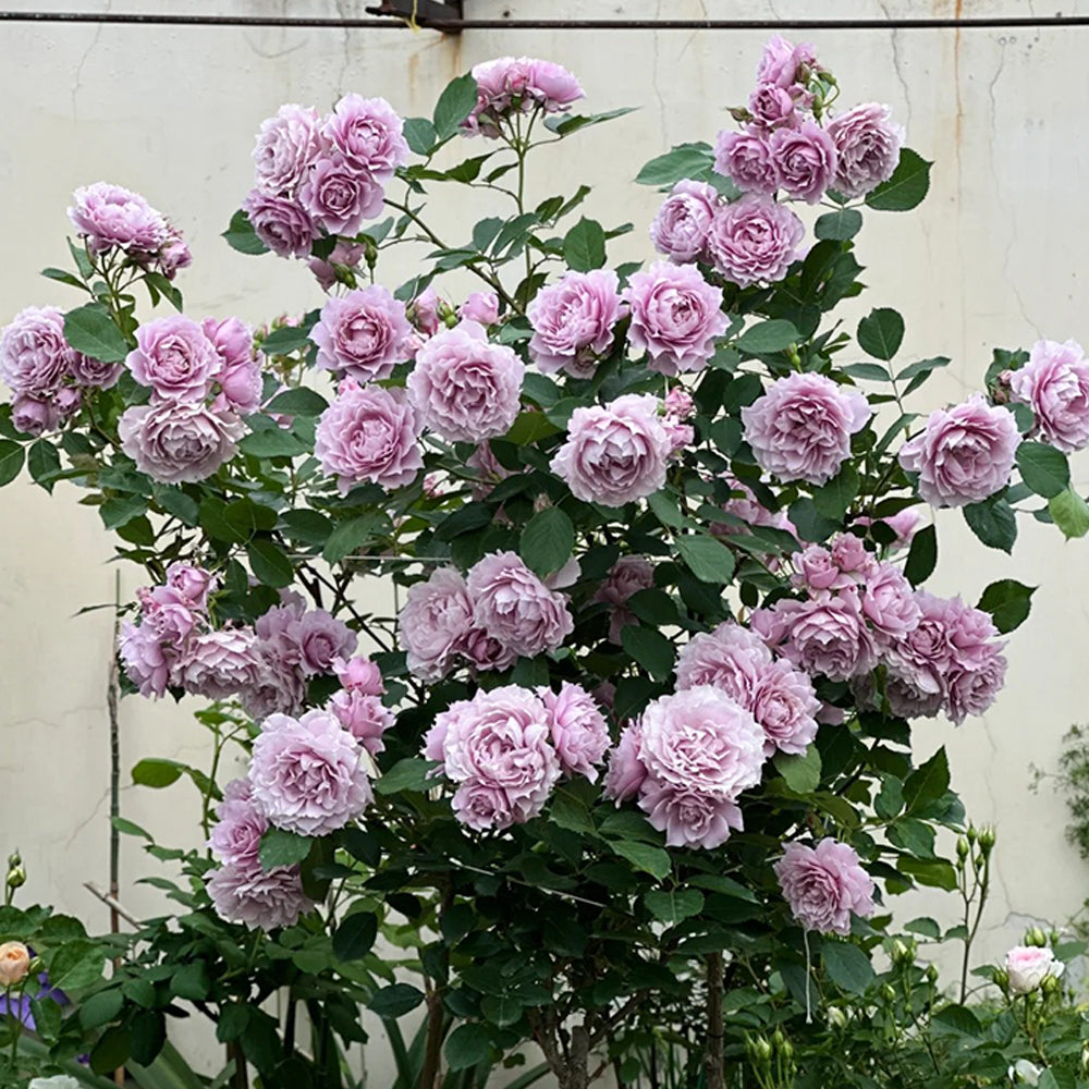 Dreamy Violet Chinese Florist Shrub Rose