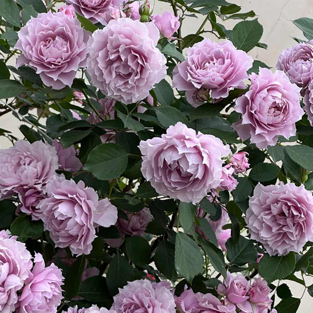 Dreamy Violet Chinese Florist Shrub Rose