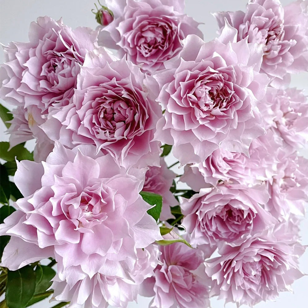 Dreamy Violet Chinese Florist Shrub Rose