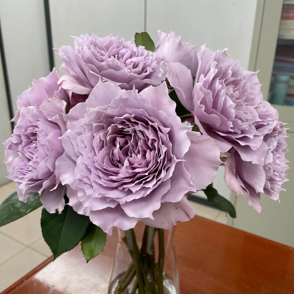 Dreamy Violet Chinese Florist Shrub Rose