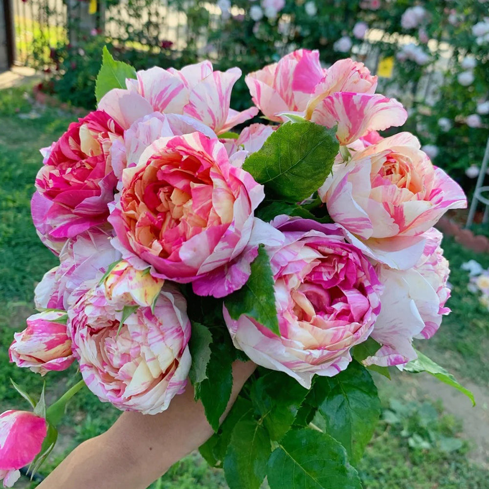 French Florist Climbing Rose Inspired by Edouard Manet