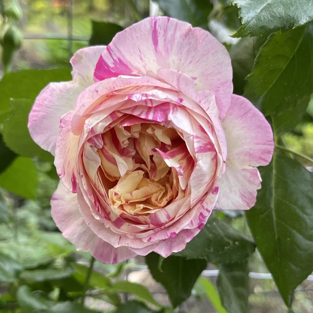 French Florist Climbing Rose Inspired by Edouard Manet