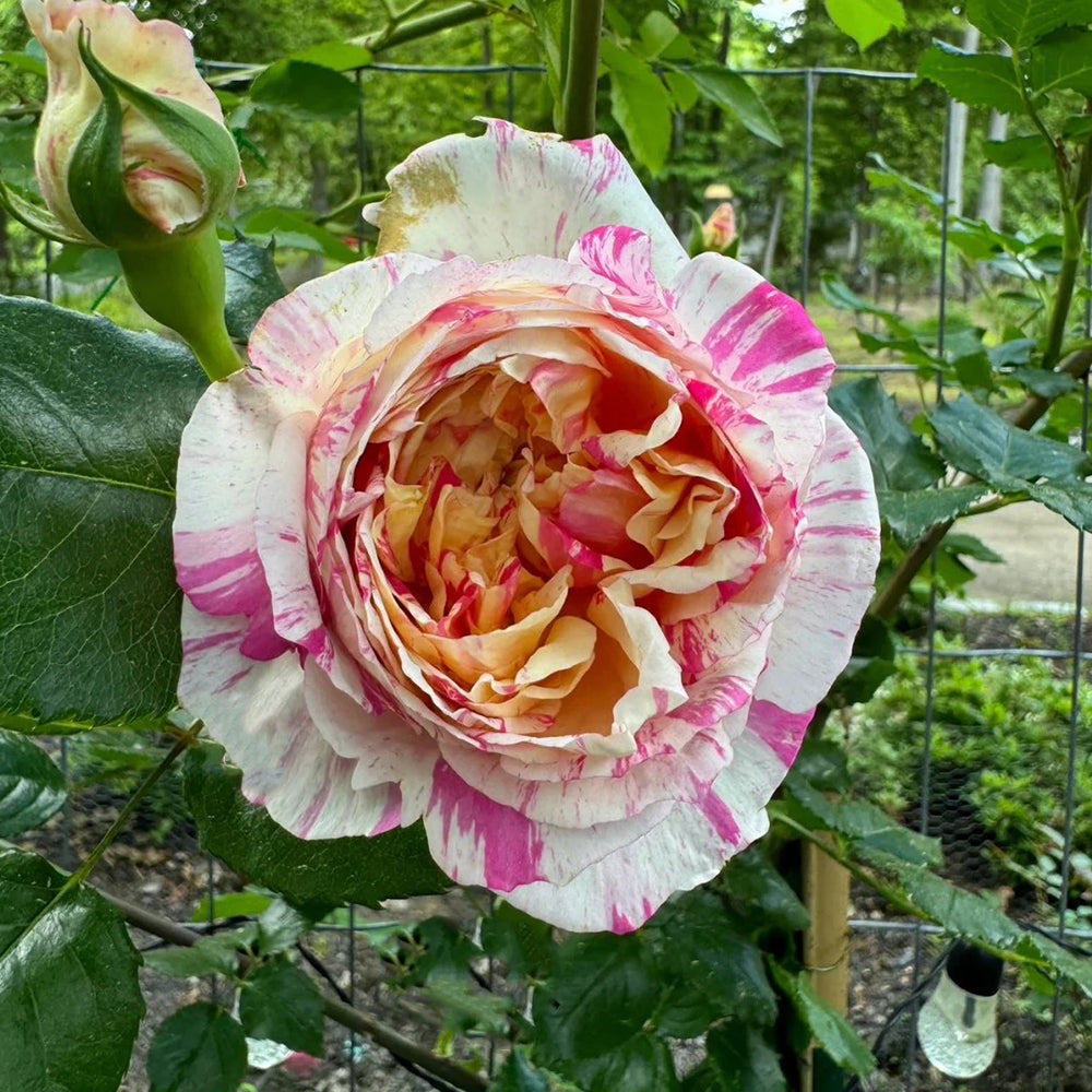 French Florist Climbing Rose Inspired by Edouard Manet