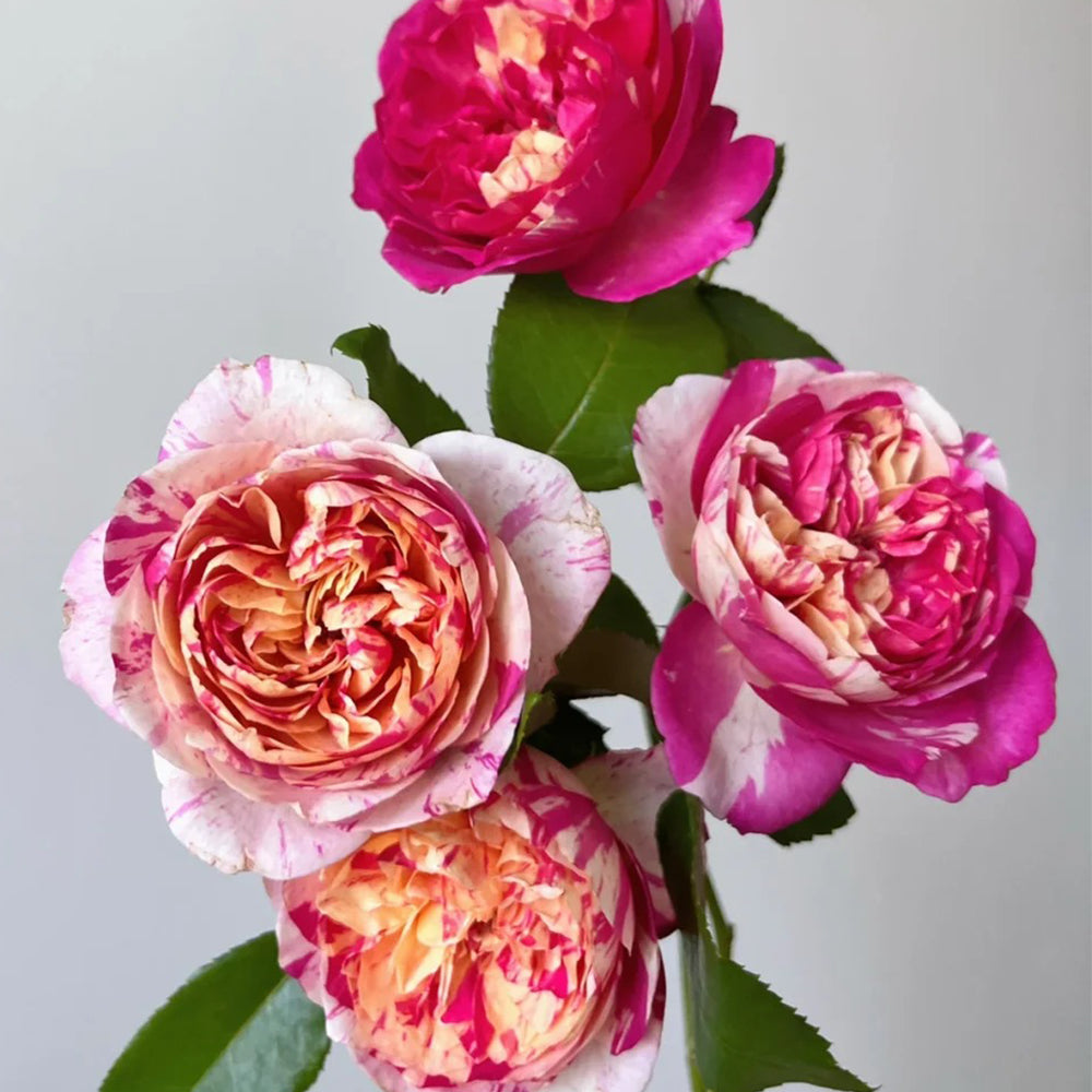 French Florist Climbing Rose Inspired by Edouard Manet