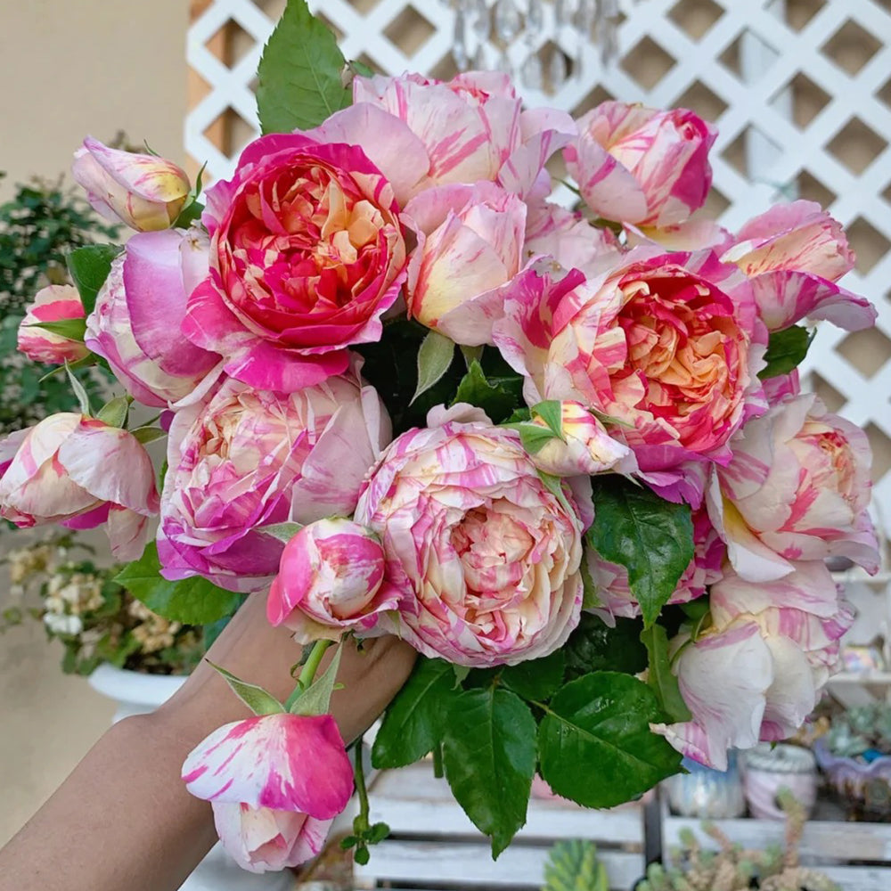 French Florist Climbing Rose Inspired by Edouard Manet