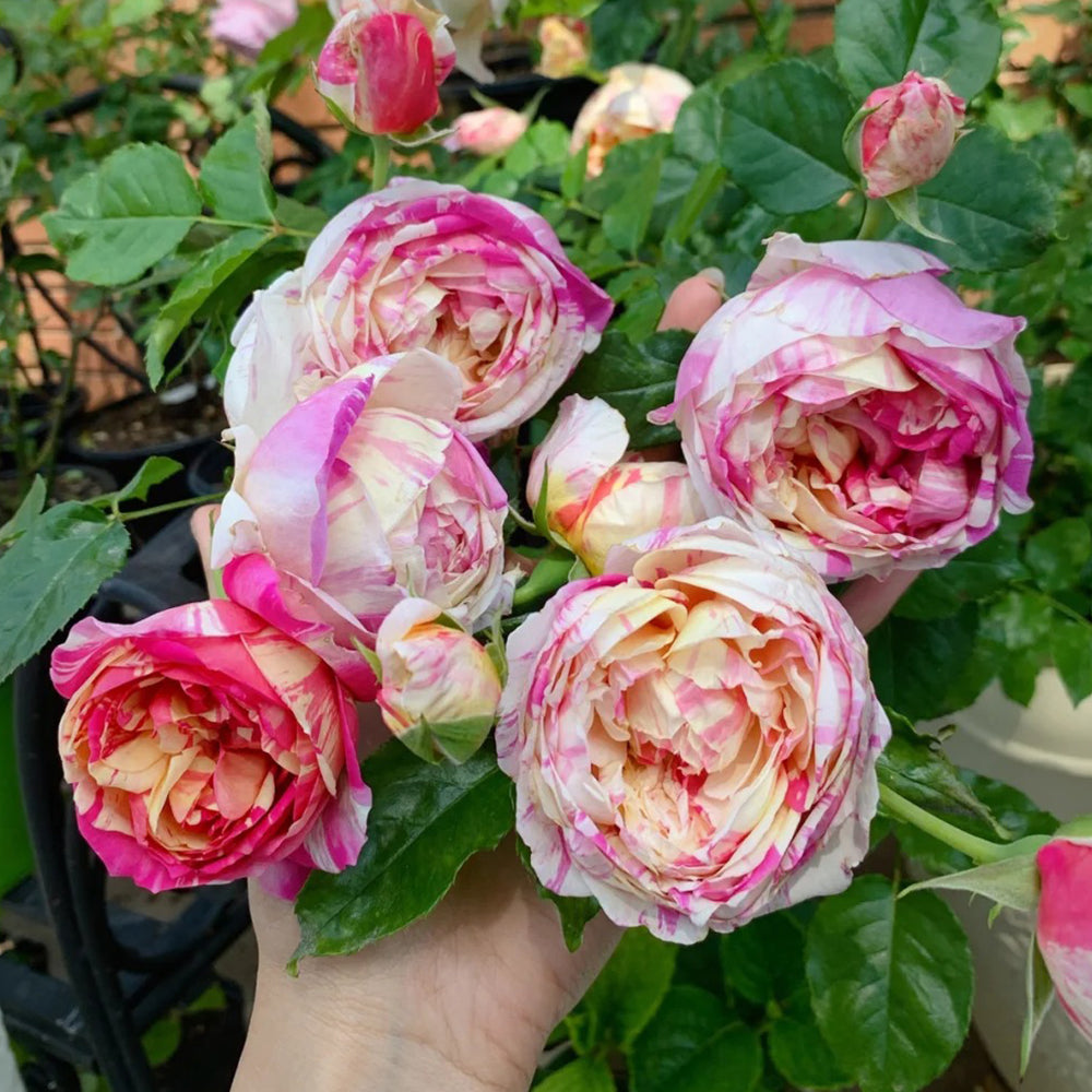 French Florist Climbing Rose Inspired by Edouard Manet