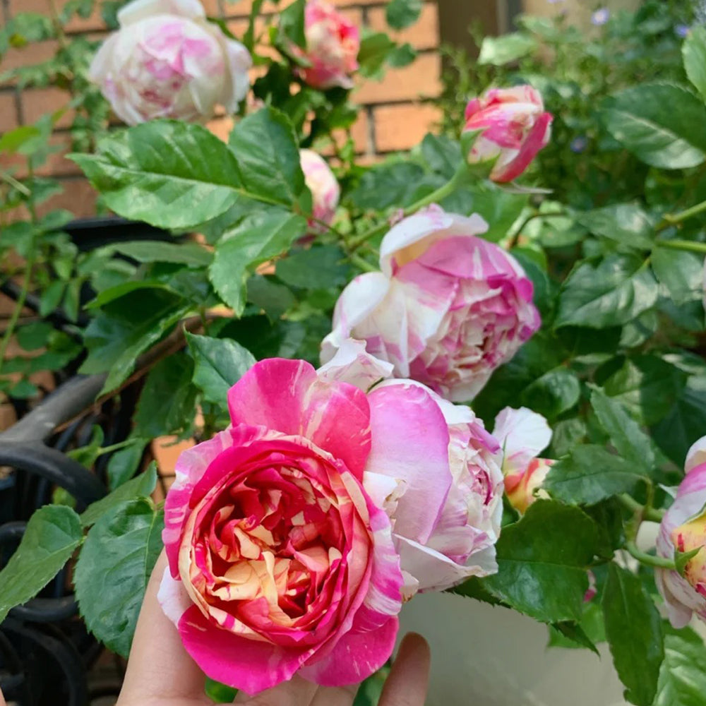 French Florist Climbing Rose Inspired by Edouard Manet