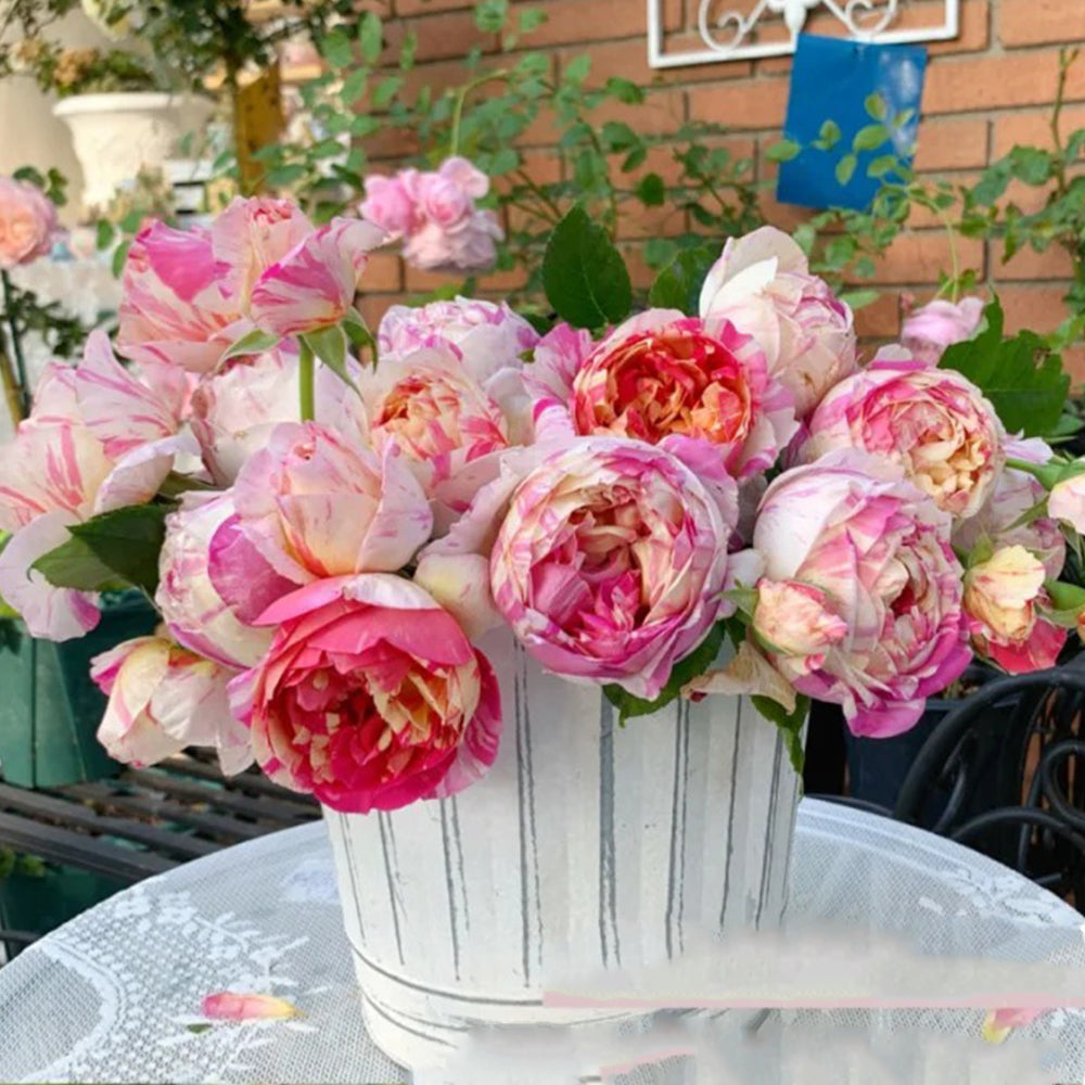 French Florist Climbing Rose Inspired by Edouard Manet