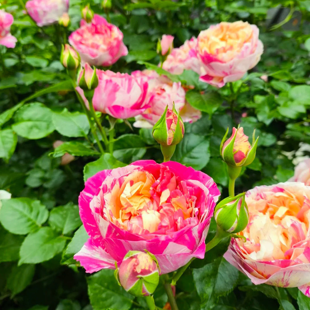 French Florist Climbing Rose Inspired by Edouard Manet