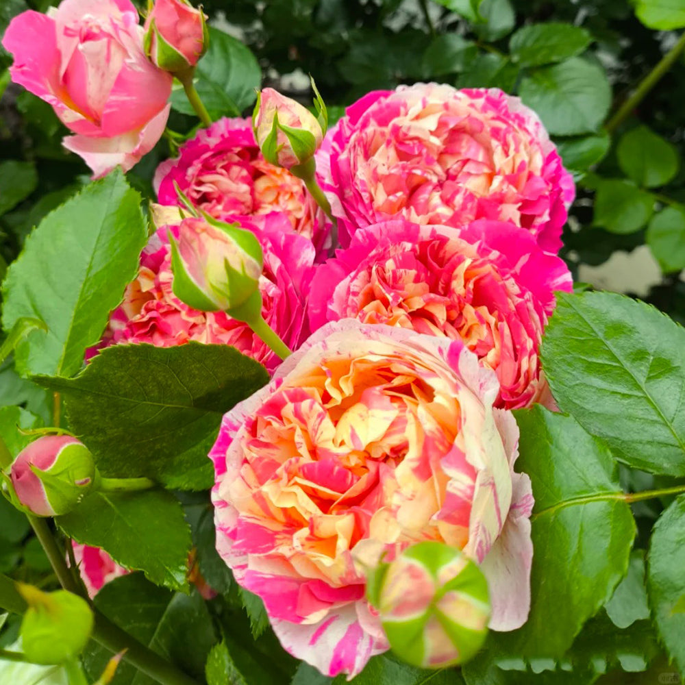 French Florist Climbing Rose Inspired by Edouard Manet