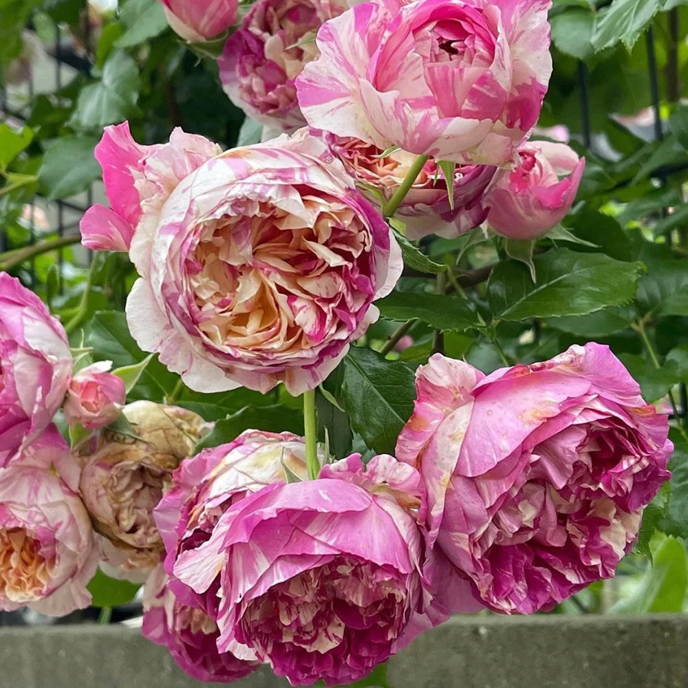 French Florist Climbing Rose Inspired by Edouard Manet