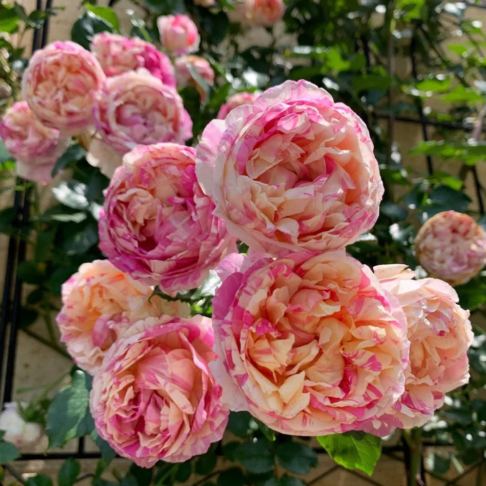 French Florist Climbing Rose Inspired by Edouard Manet