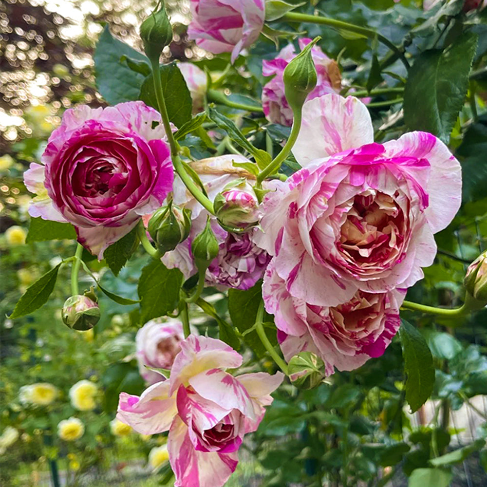French Florist Climbing Rose Inspired by Edouard Manet
