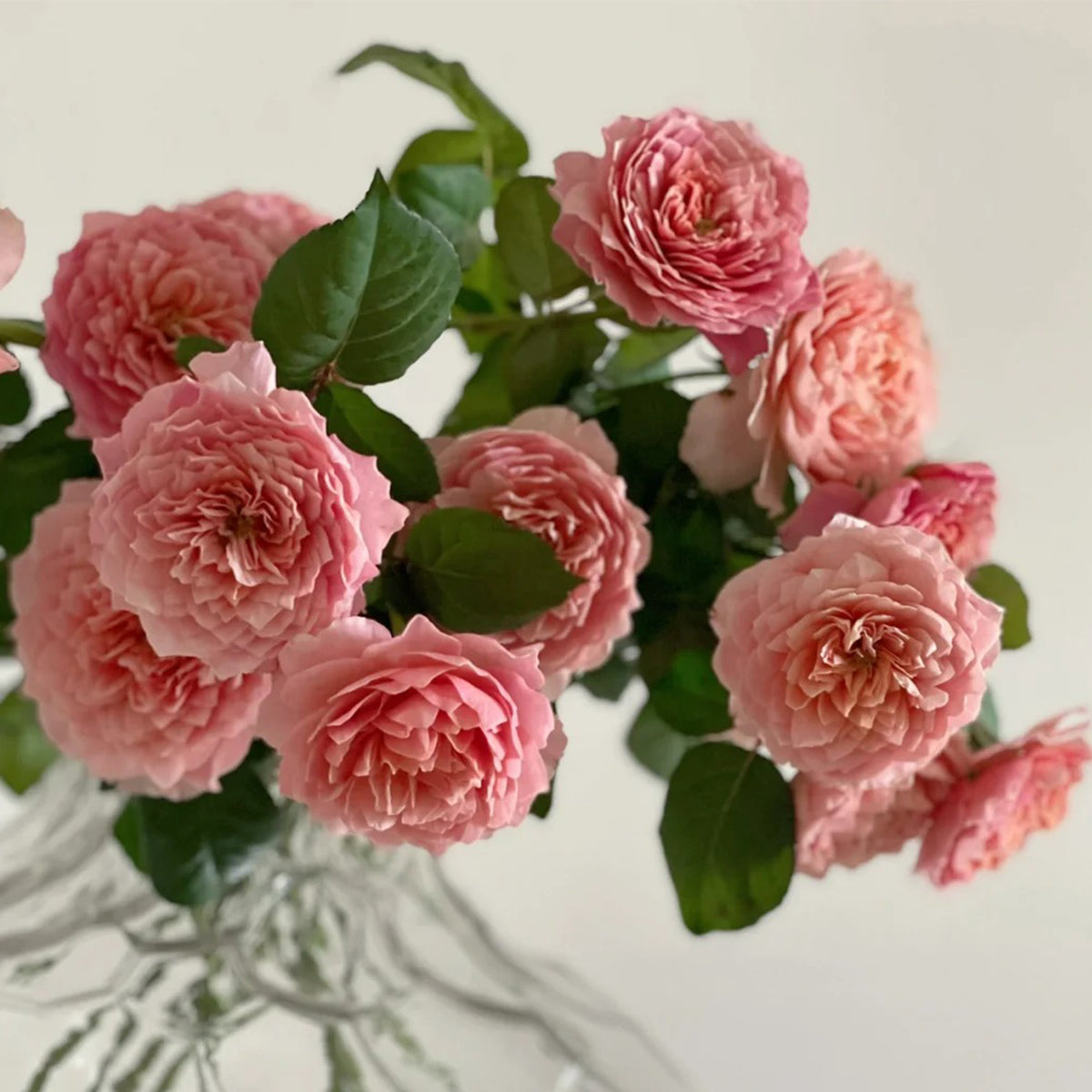 German Florist Shrub Rose Inspired by Eisvogel