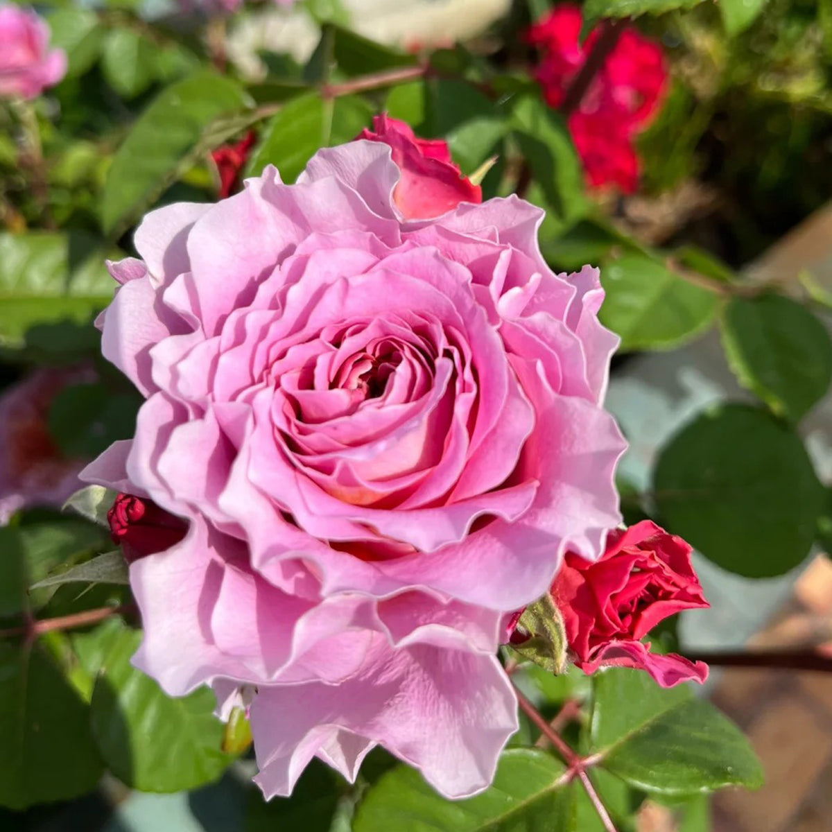 German Florist Shrub Rose Inspired by Eisvogel