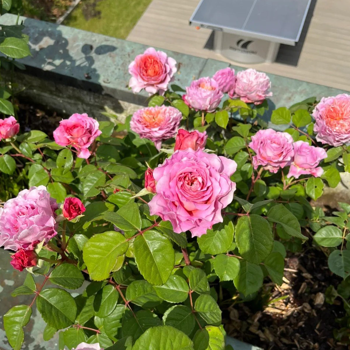 German Florist Shrub Rose Inspired by Eisvogel