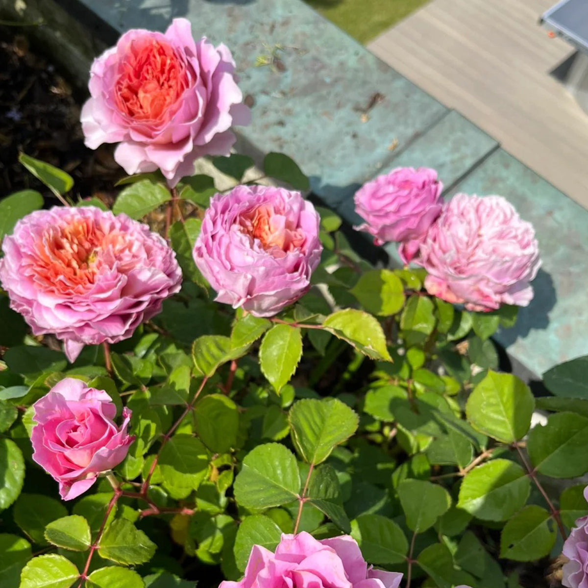 German Florist Shrub Rose Inspired by Eisvogel