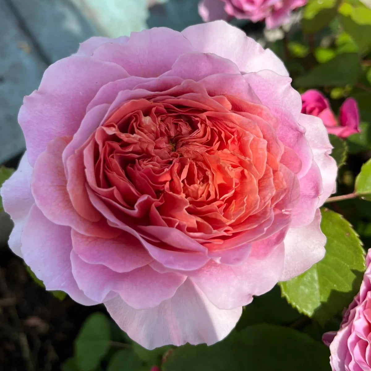 German Florist Shrub Rose Inspired by Eisvogel