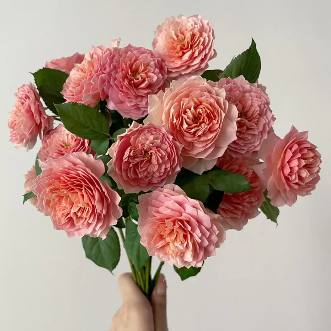 German Florist Shrub Rose Inspired by Eisvogel