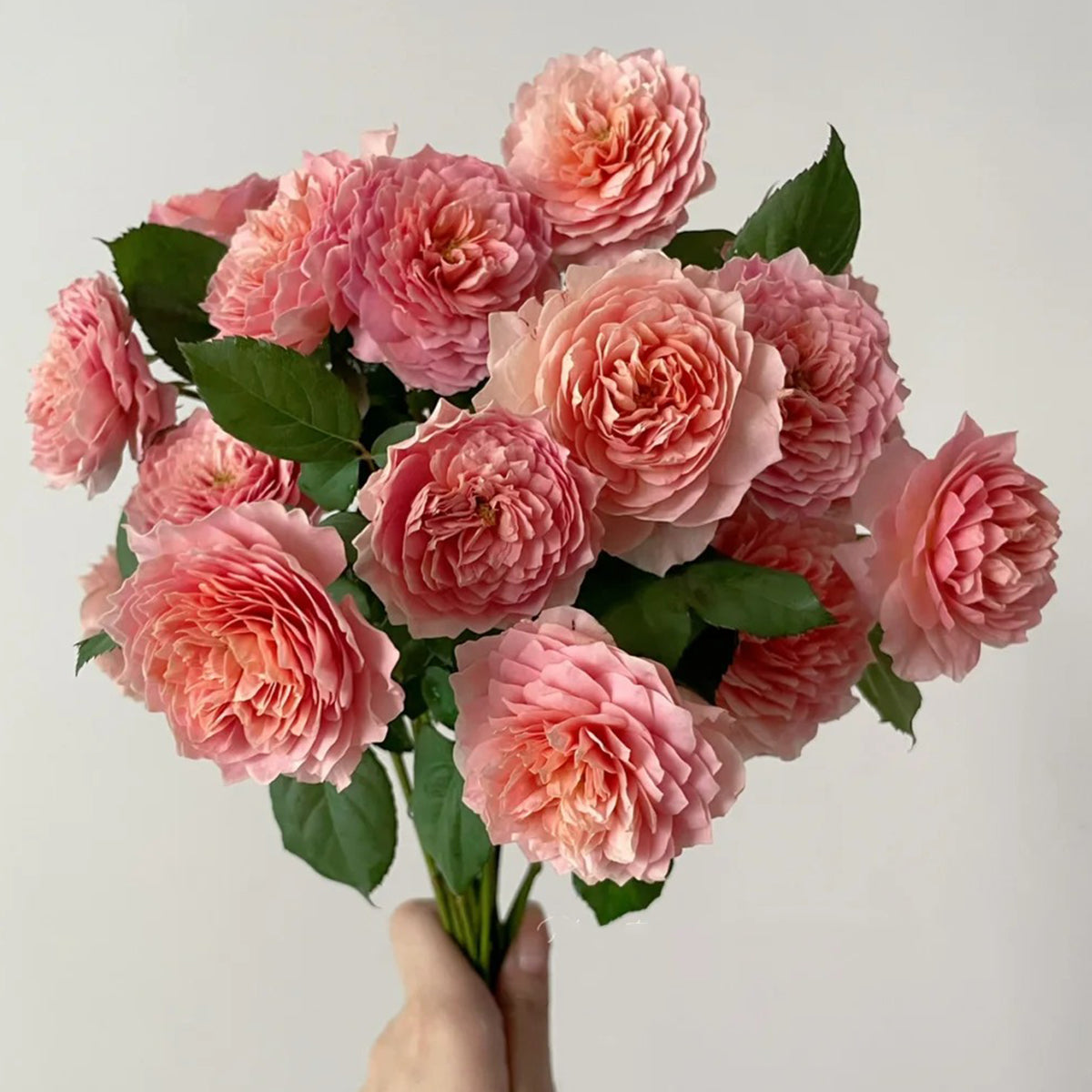 German Florist Shrub Rose Inspired by Eisvogel