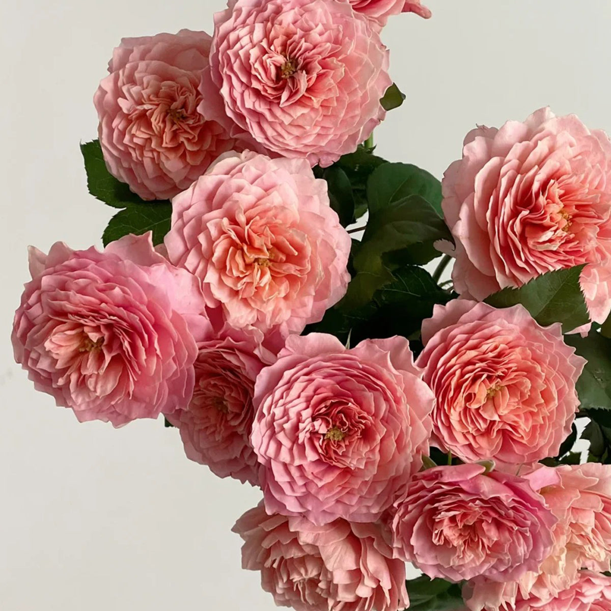 German Florist Shrub Rose Inspired by Eisvogel
