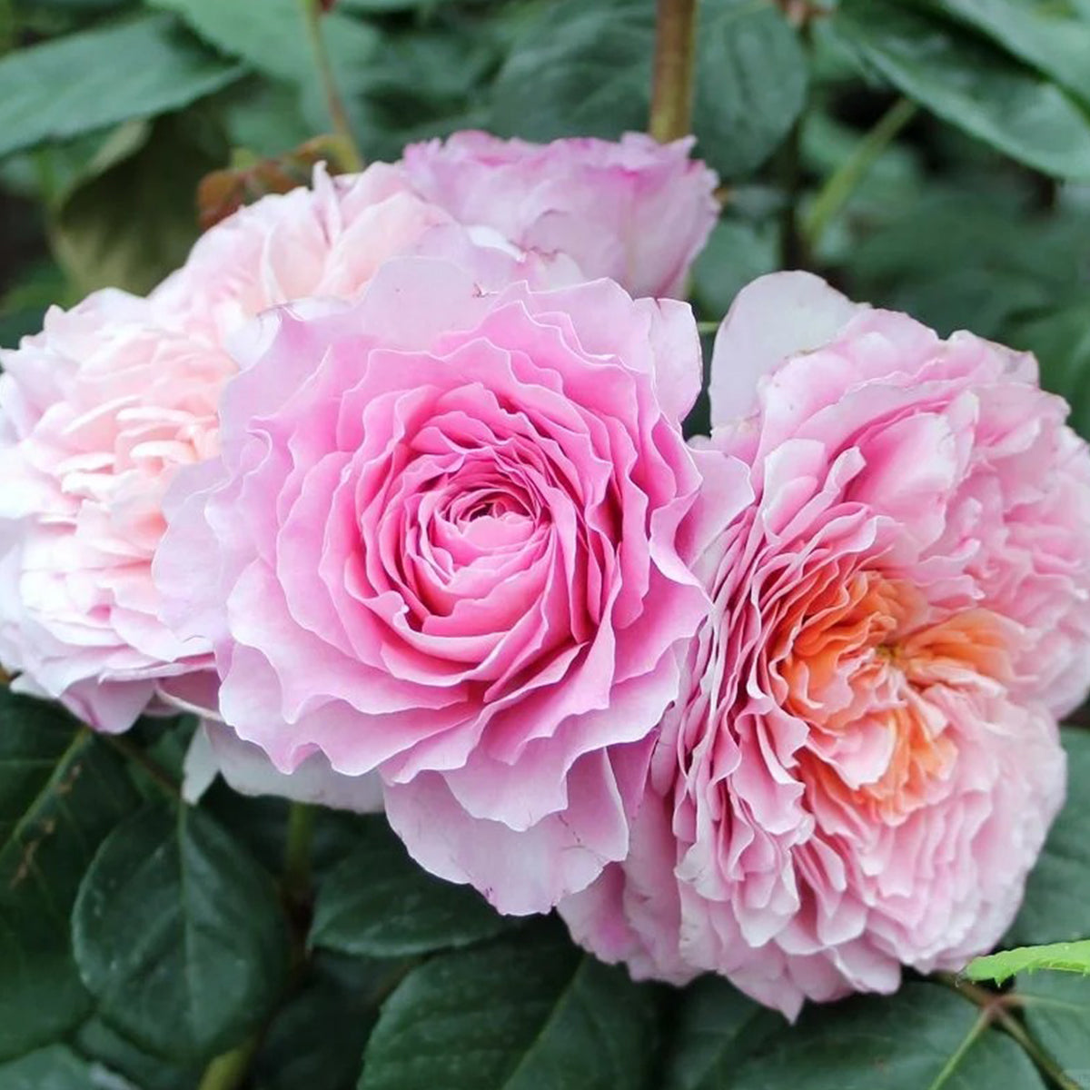 German Florist Shrub Rose Inspired by Eisvogel