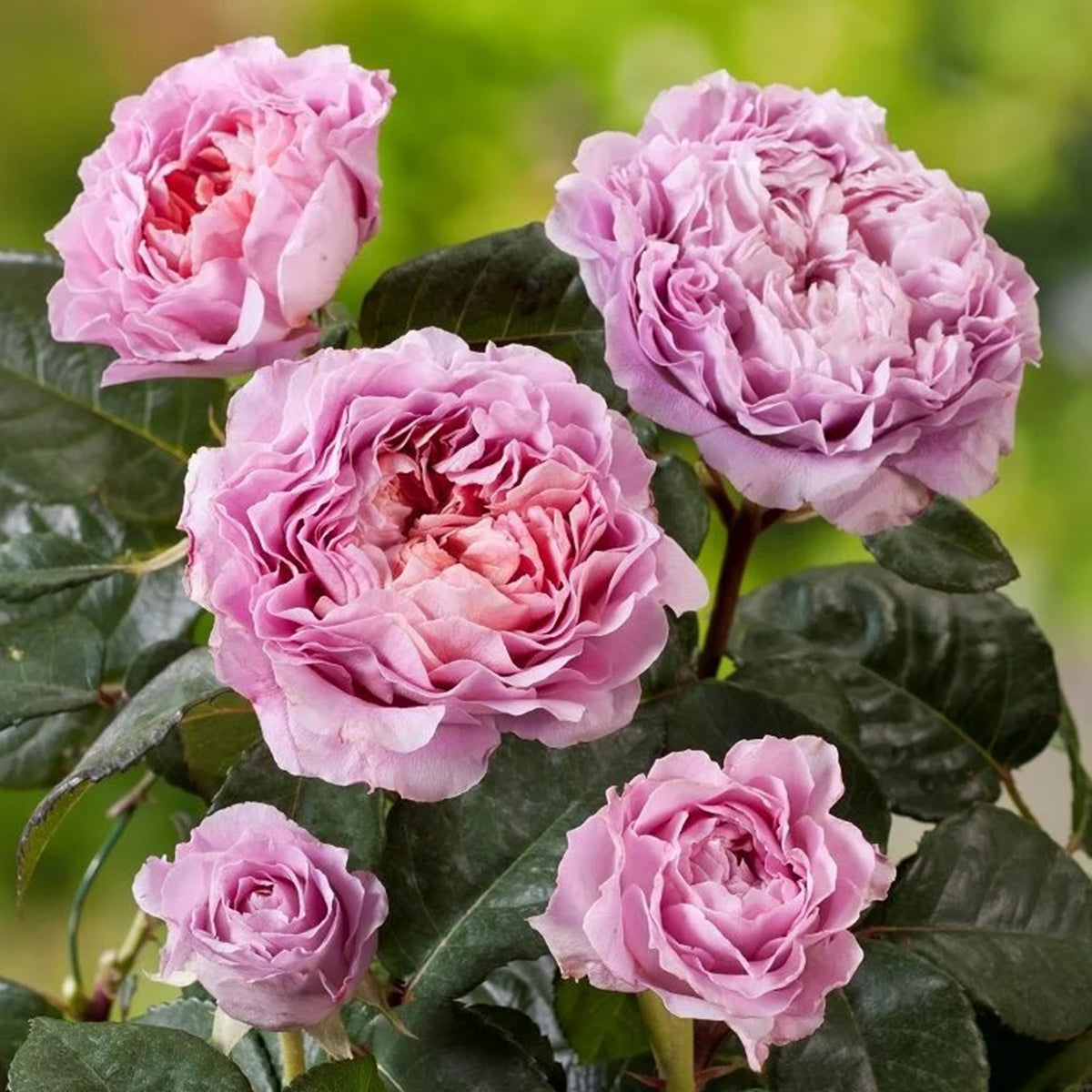 German Florist Shrub Rose Inspired by Eisvogel